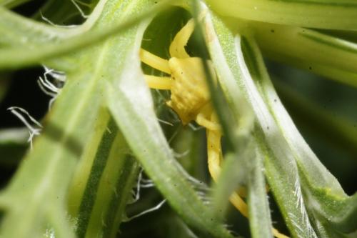 Thomisus sp.