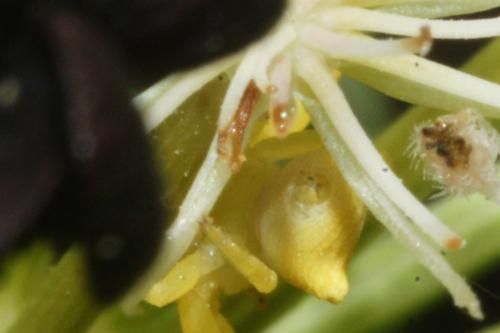 Thomisus sp.