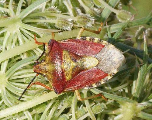 Réf. 124 726 : Carpocoris purpureipennis