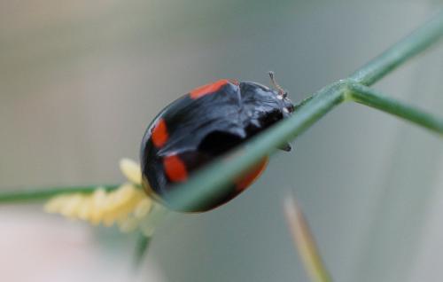 Adalia bipunctata bipunctata