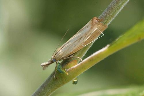 Agriphila straminella