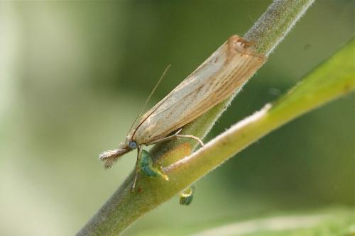 Réf. 124 853 : Agriphila straminella
