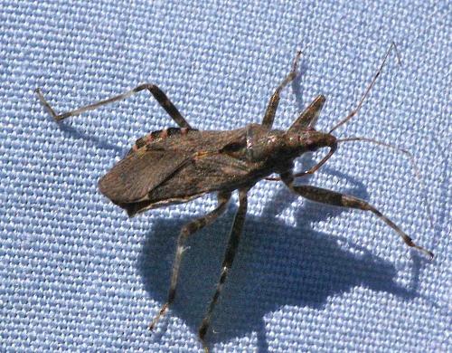 Himacerus apterus