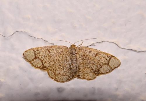 Stegania cararia