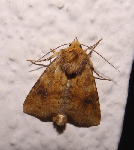 Réf. 124 431 : Atypha pulmonaris