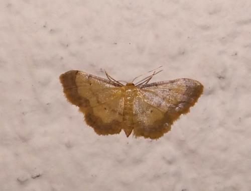 Idaea politaria