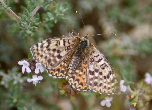 Réf. 124 379 : Melitaea didyma