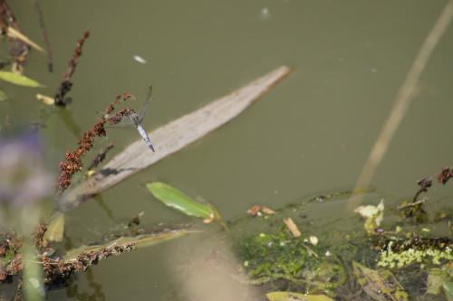 Orthetrum cancellatum