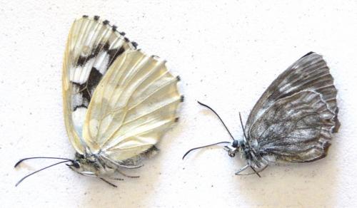 Melanargia galathea