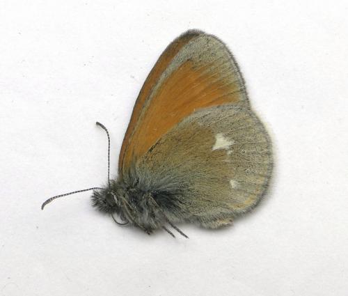 Coenonympha glycerion