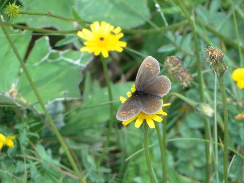 Réf. 124 747 : Erebia alberganus