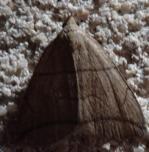 Herminia grisealis