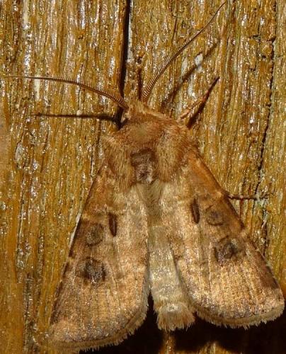Réf. 124 067 : Agrotis clavis
