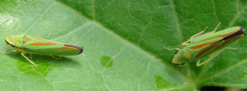 Réf. 124 066 : Graphocephala fennahi
