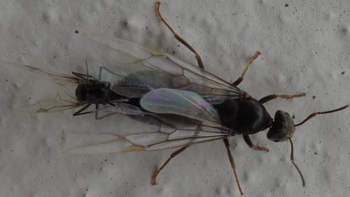 Réf. 124 553 : Lasius sp.