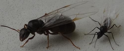 Lasius sp.
