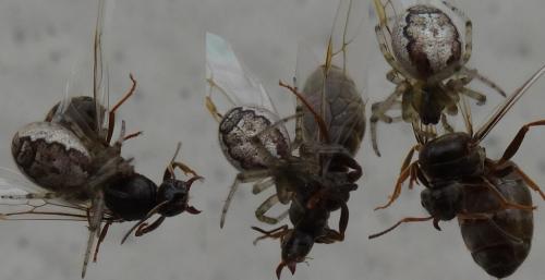 Zygiella x-notata