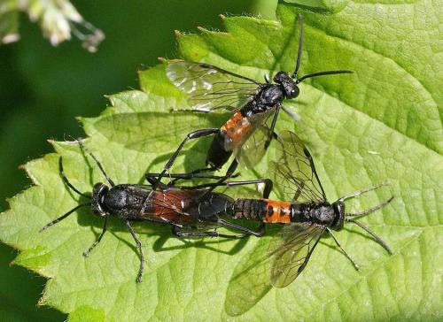 Réf. 124 388 : Macrophya (annulata-blanda)