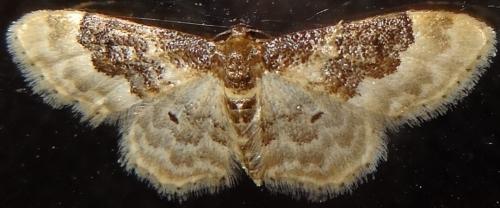 Réf. 124 975 : Idaea rusticata