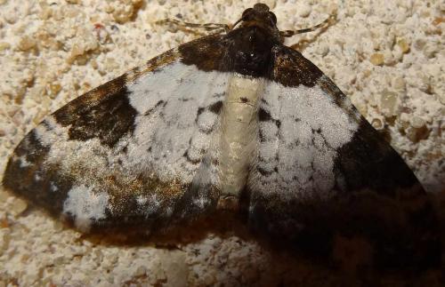 Réf. 124 977 : Melanthia procellata