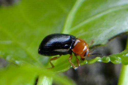 Réf. 124 003 : Cryptocephalus rufipes