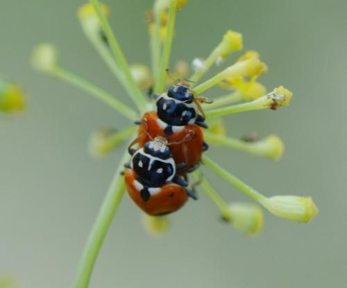 Hippodamia variegata