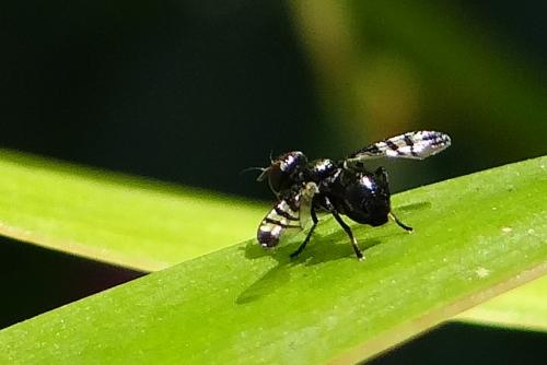 Réf. 124 433 : Rivellia syngenesiae