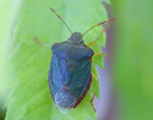 Palomena prasina