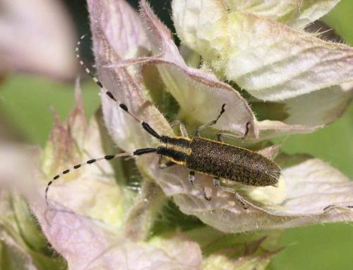 Réf. 124 547 : Agapanthia dahli