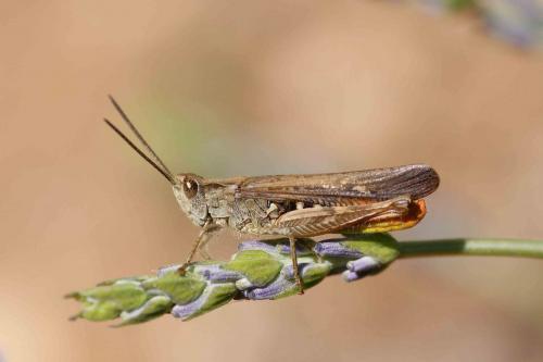 Réf. 124 451 : Chorthippus brunneus brunneus
