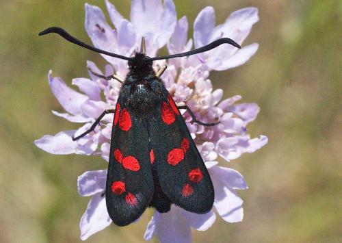 Réf. 124 073 : Zygaena sp.
