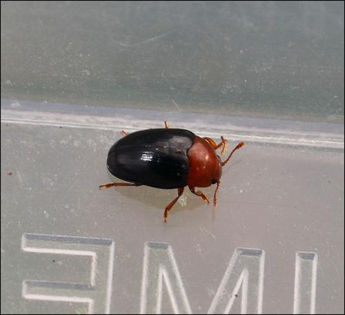 Triplax lepida