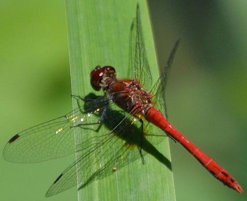 Réf. 124 174 : Sympetrum sanguineum