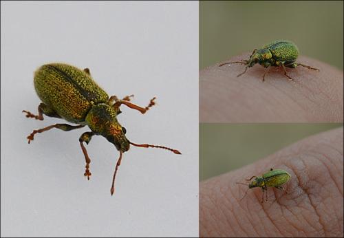 Phyllobius betulinus