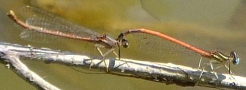 Réf. 124 628 : Platycnemis acutipennis