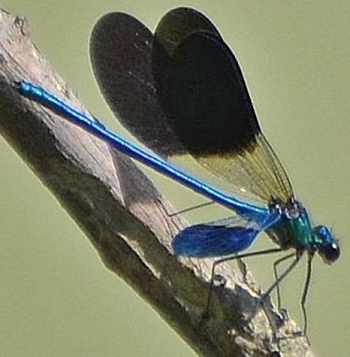 Calopteryx xanthostoma
