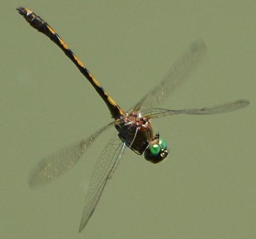 Oxygastra curtisii