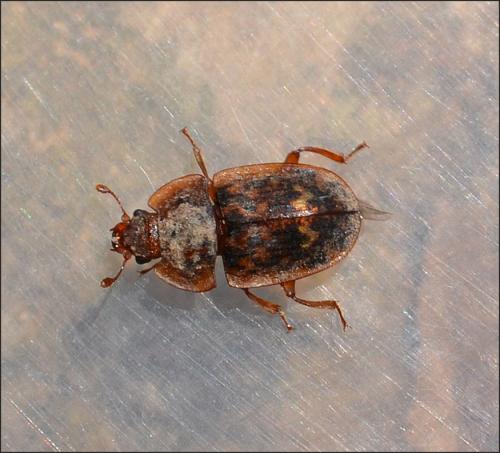 Réf. 124 810 : Soronia punctatissima