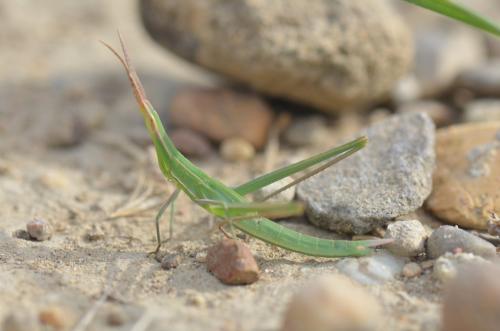 Réf. 124 577 : Acrida ungarica mediterranea