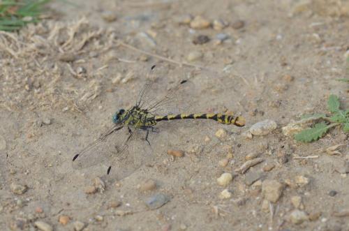 Onychogomphus uncatus