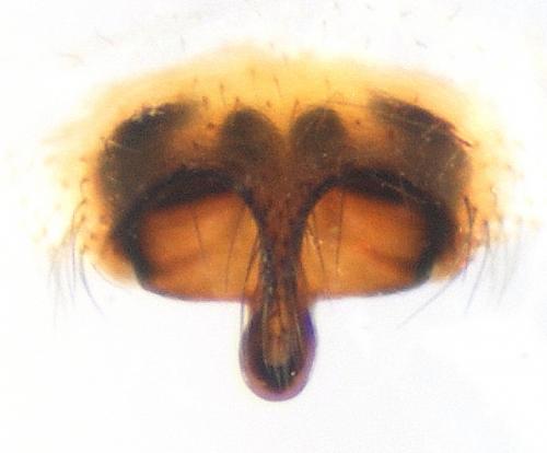 Pityohyphantes phrygianus