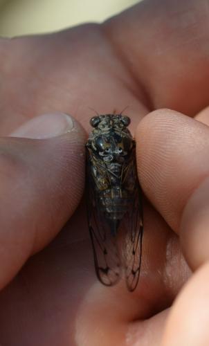 Cicada orni