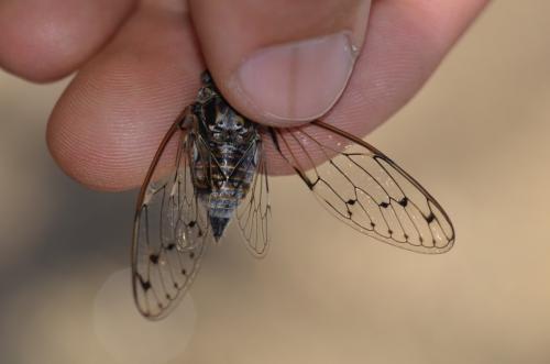 Cicada orni