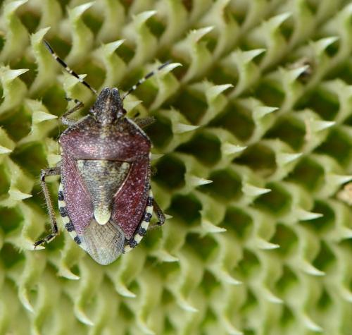 Réf. 124 493 : Dolycoris baccarum