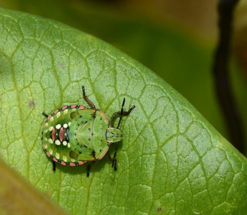Nezara viridula