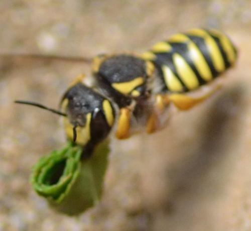 Trachusa integra