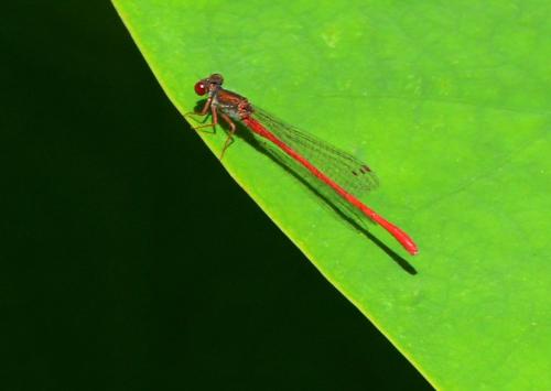 Ceriagrion tenellum