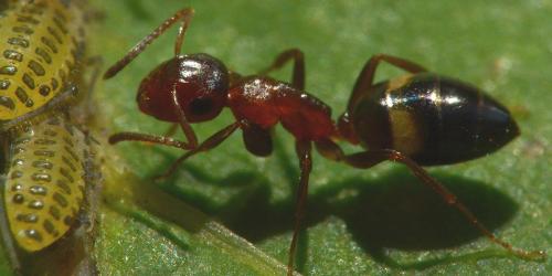 Réf. 124 190 : Colobopsis truncata