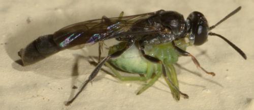 Trypoxylon clavicerum