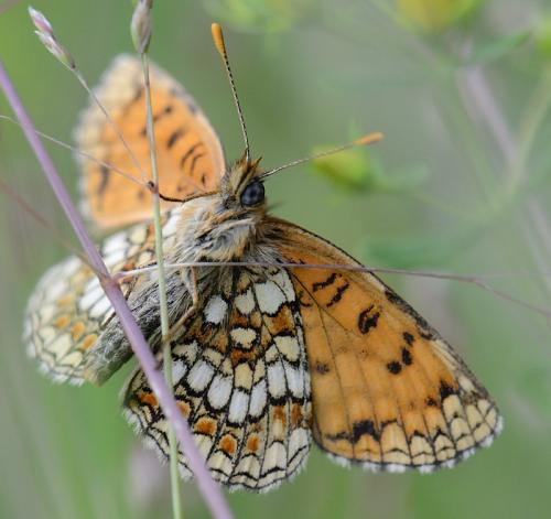 Melitaea athalia celadussa